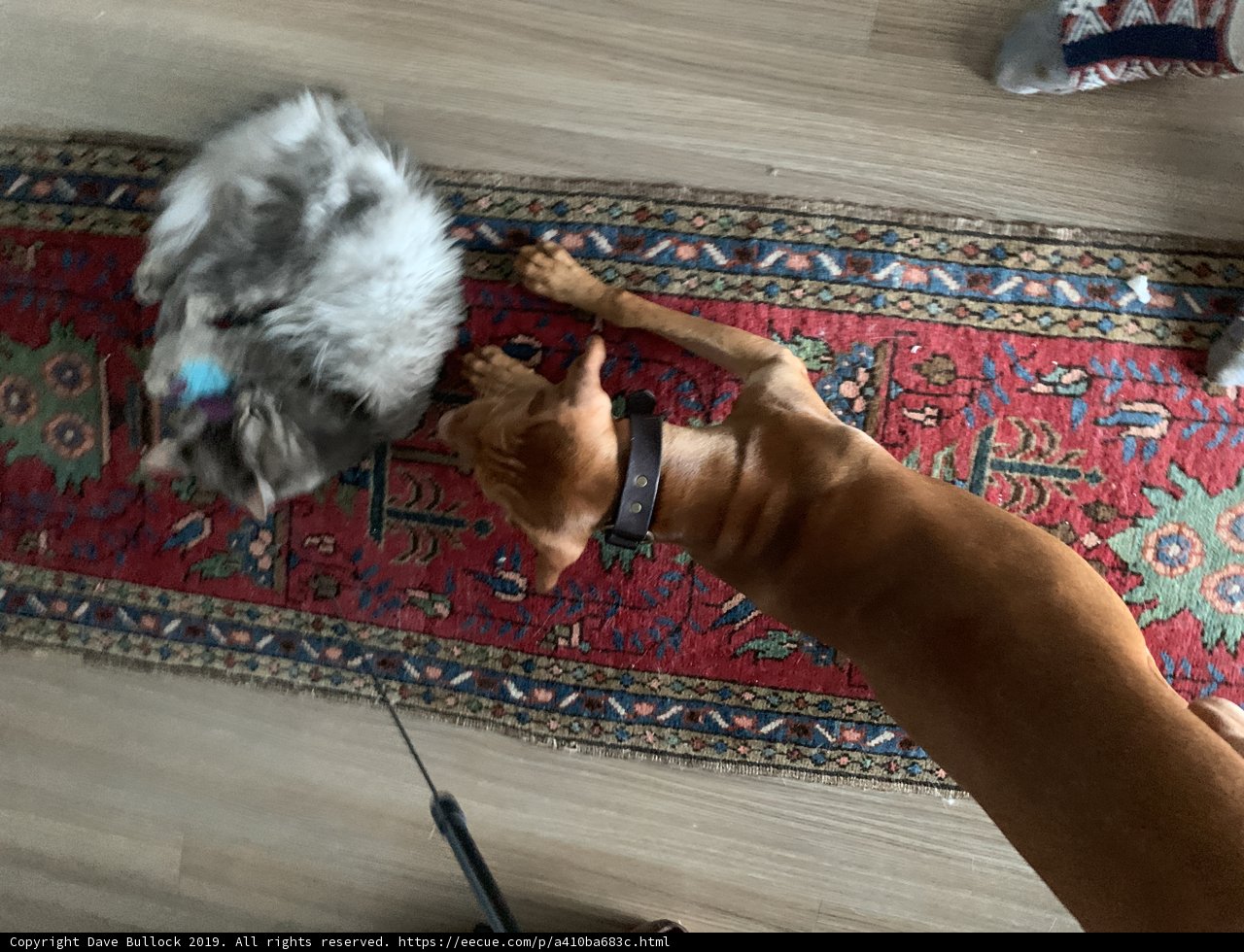 Furry Friends on a Beautiful Hardwood Rug