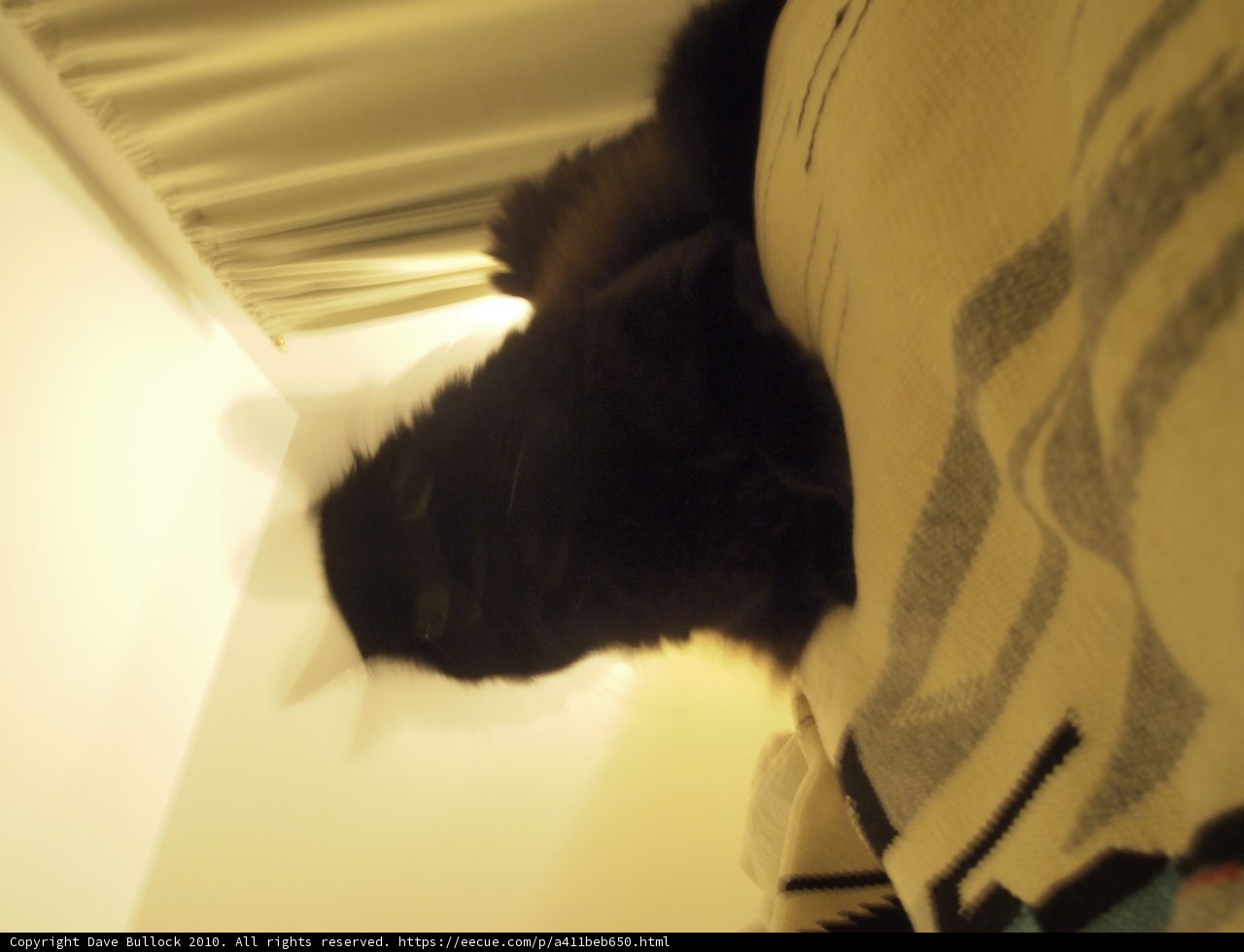 Relaxing Feline Companion