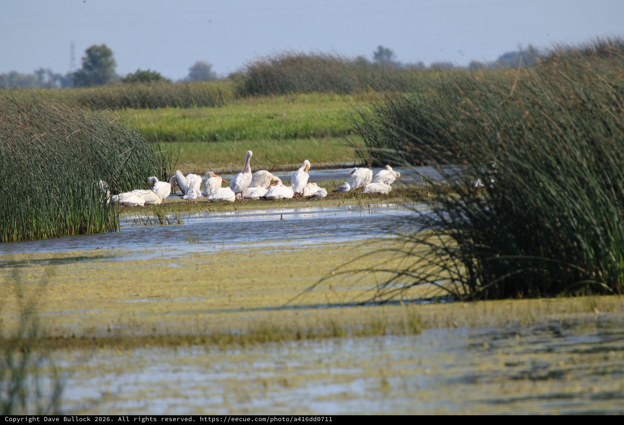 White Pelicans Resting on Wetland Island Sanctuary