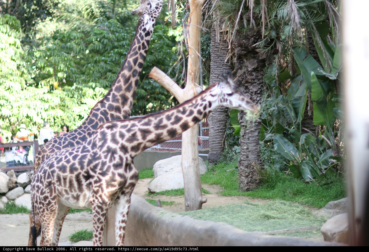 Giraffe Duo at the Zoo