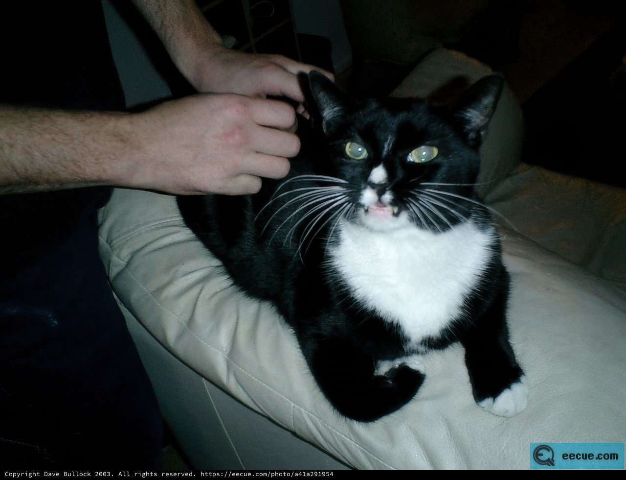 Couch Companion