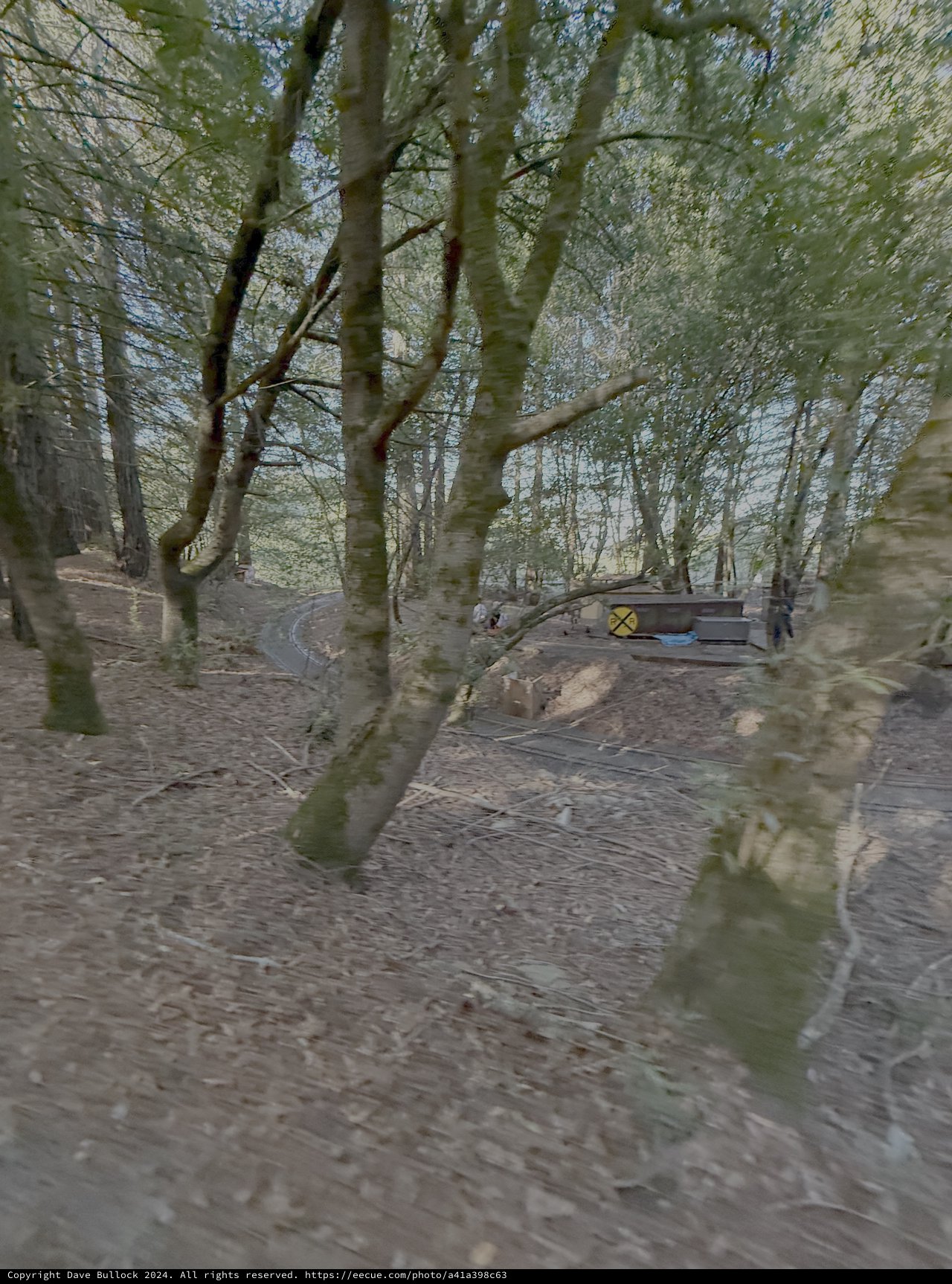Woodland Path Through Bare Winter Trees