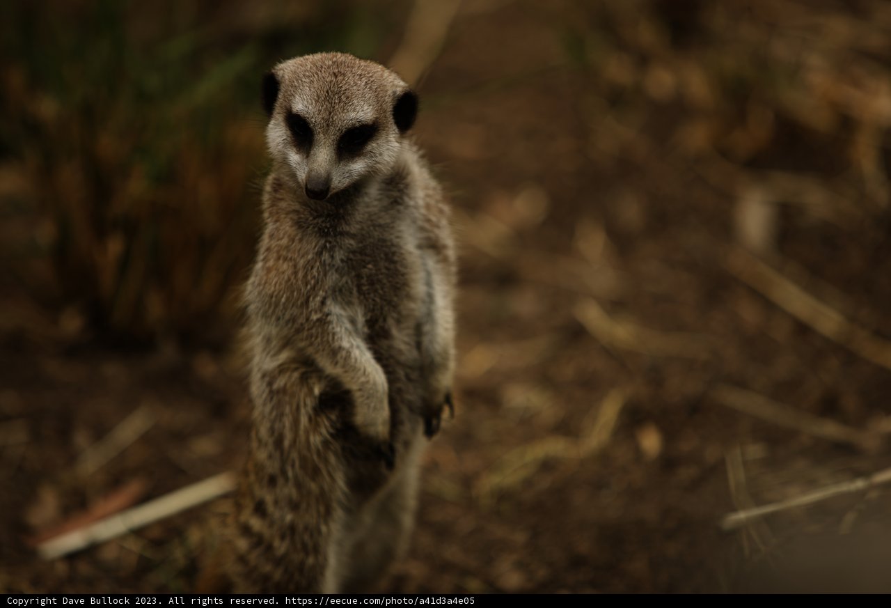 On Guard in Oakland: A Meerkat's Posture