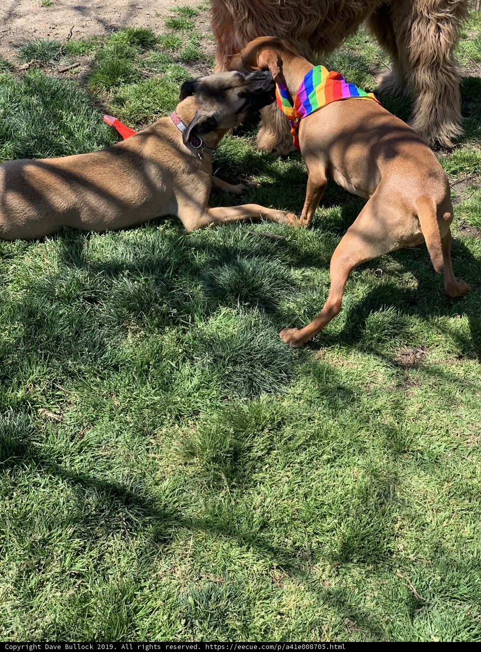 Playtime in the Grass