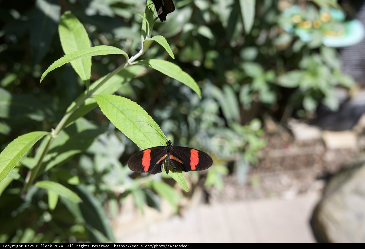 A Flutter Among Foliage