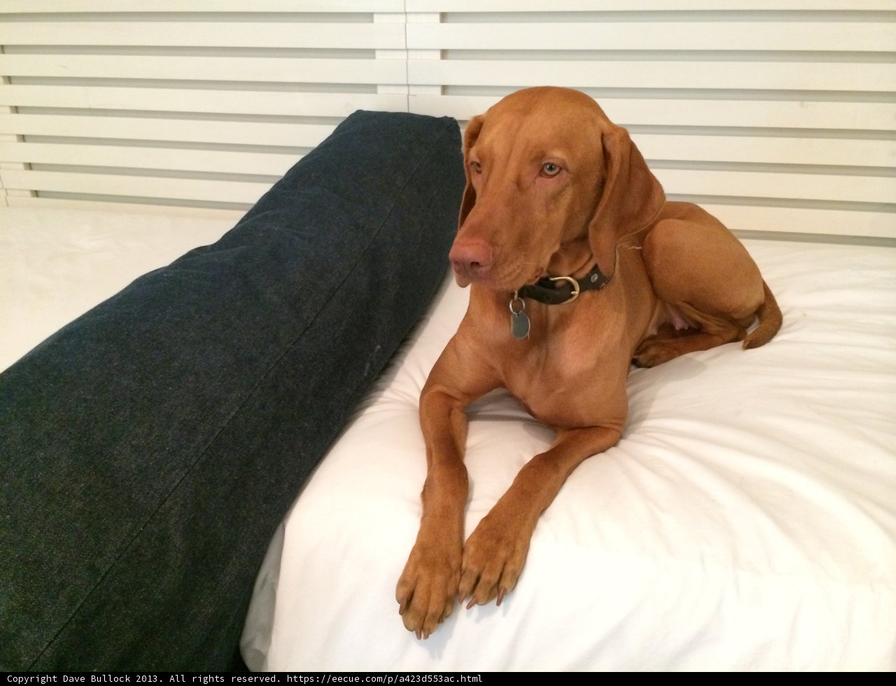 Comfy Canine on Linen Bed