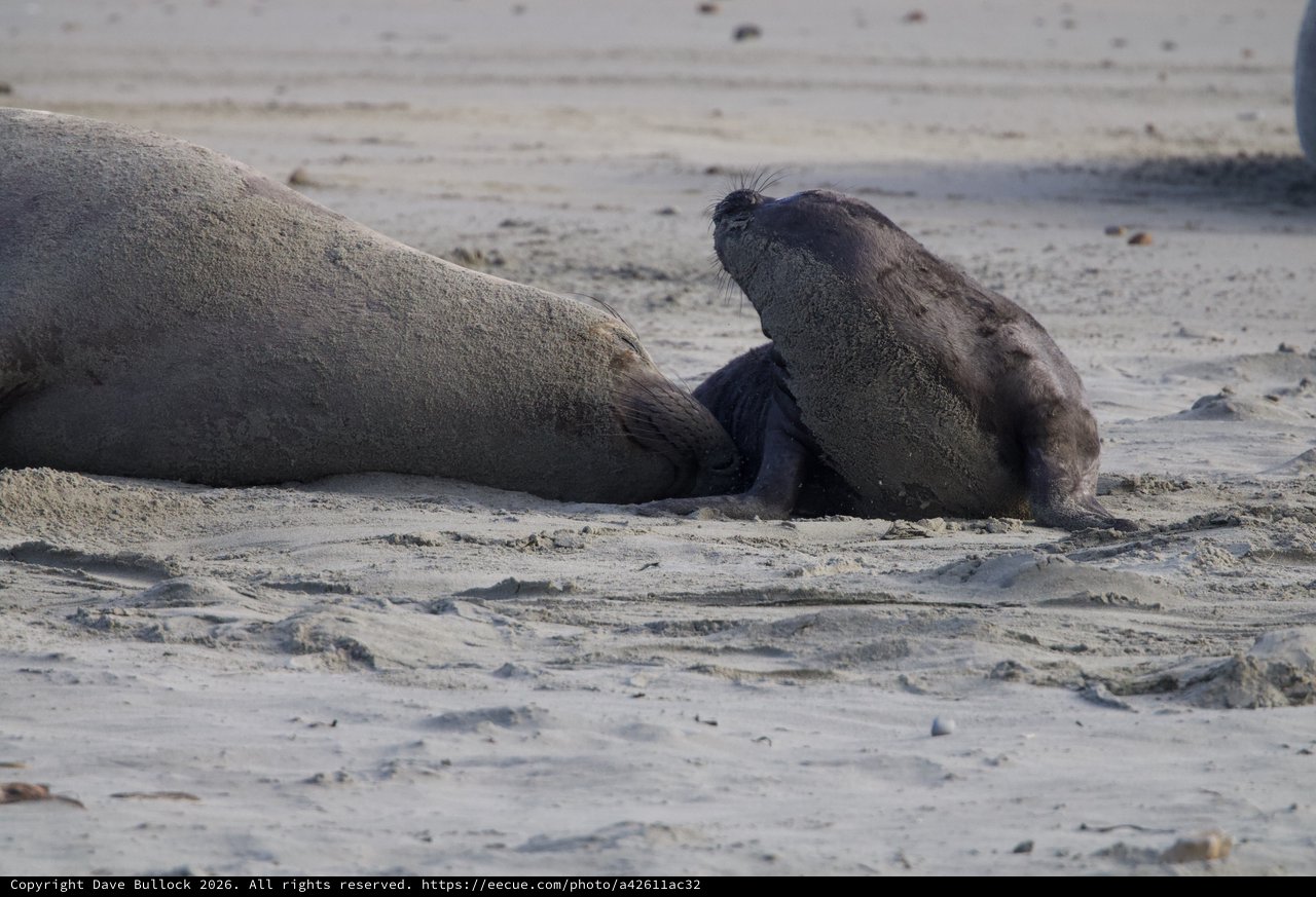 Elephant Seal Mother and Pup Resting on Sandy Beach