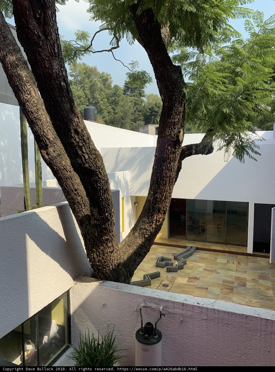 Majestic Tree in the Courtyard