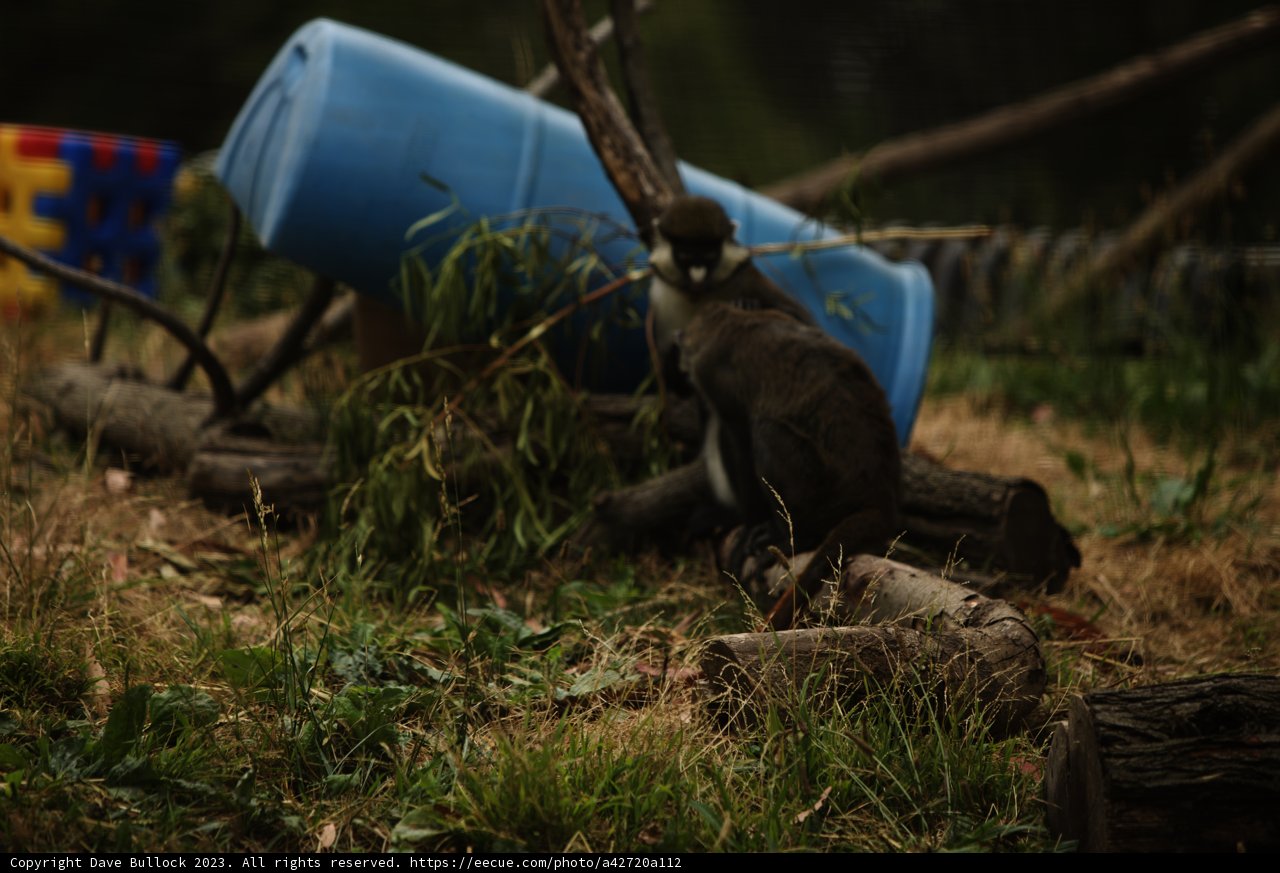 Primate Pause in Nature