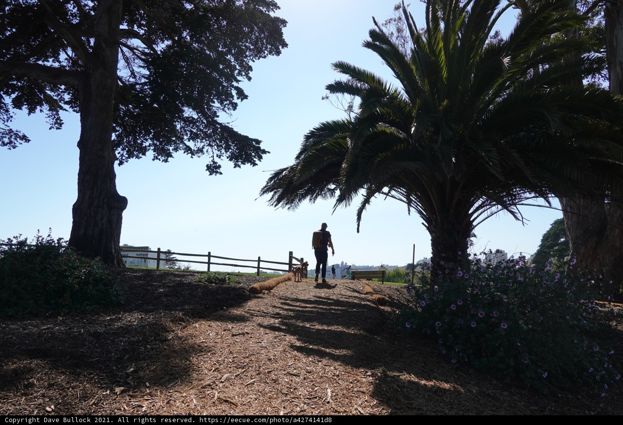 Summer Stroll with Furry Friend