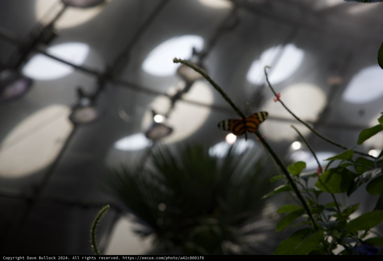 A Delicate Visitor: The Monarch Butterfly