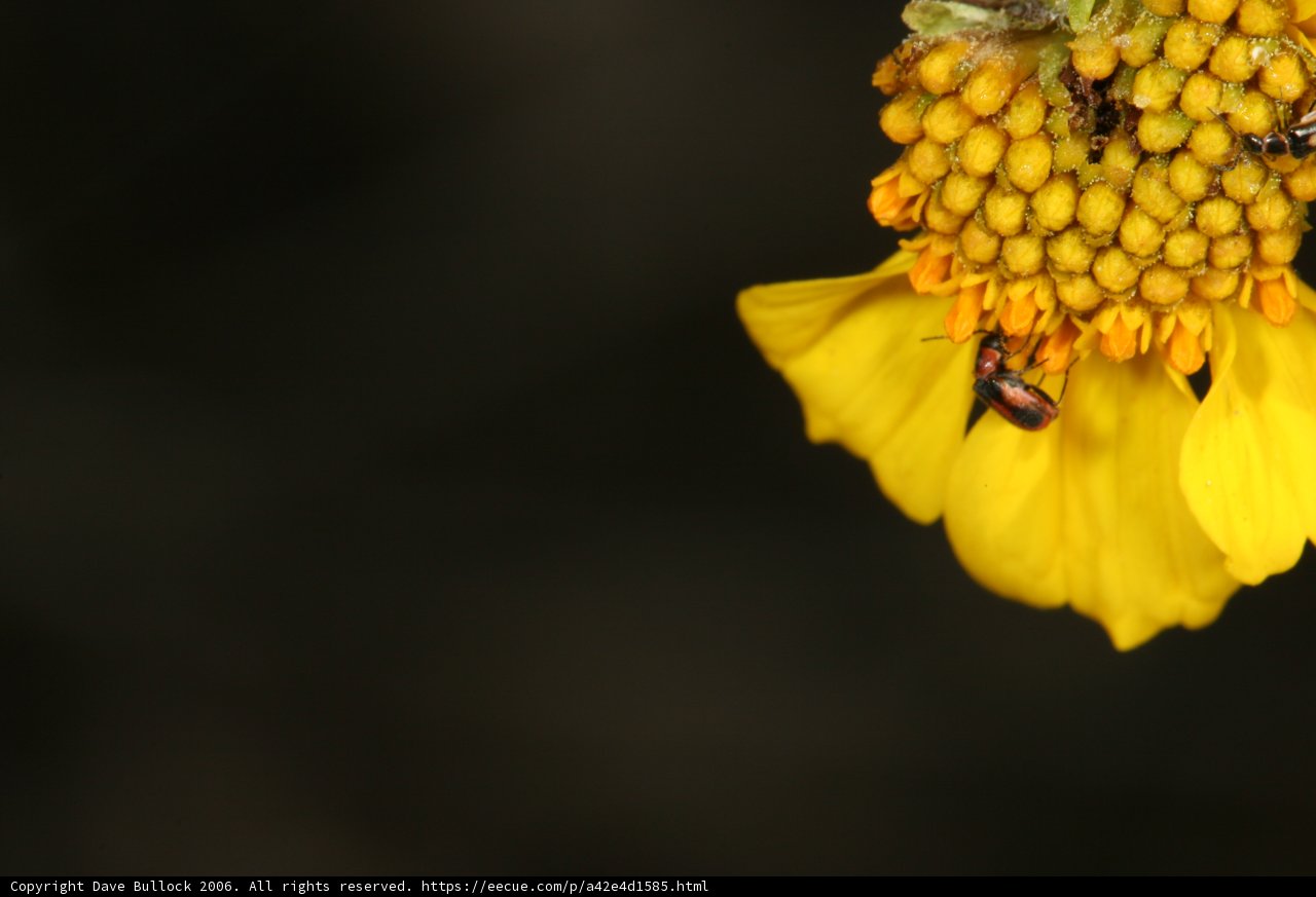 Busy Bees