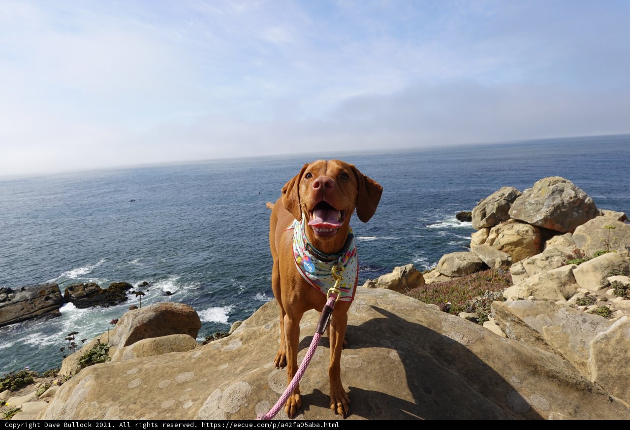 Posing Vizsla on a Rocky Seashore