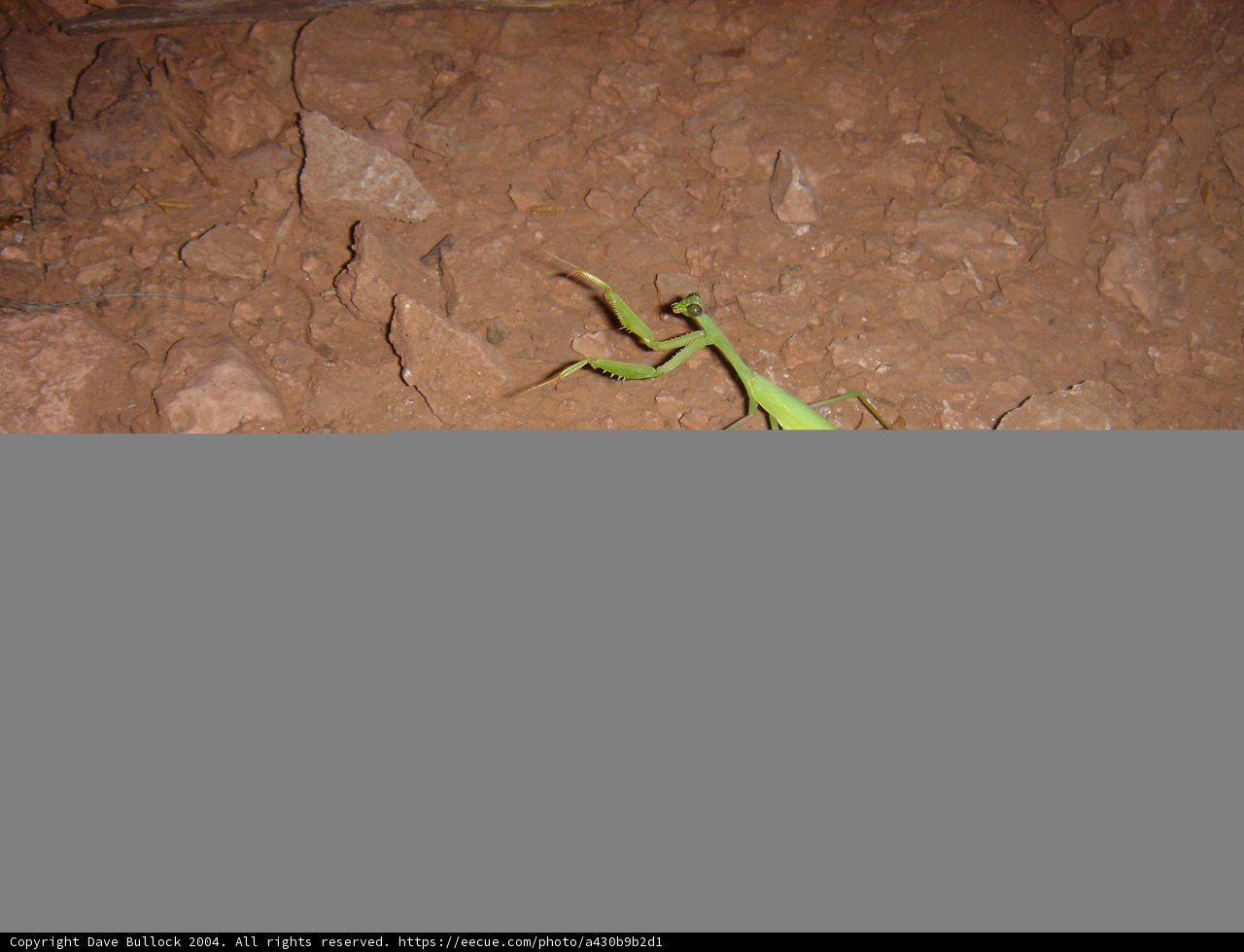 The Praying Mantis of 2004