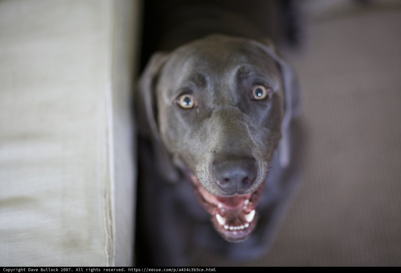 Adorable Canine Greeting