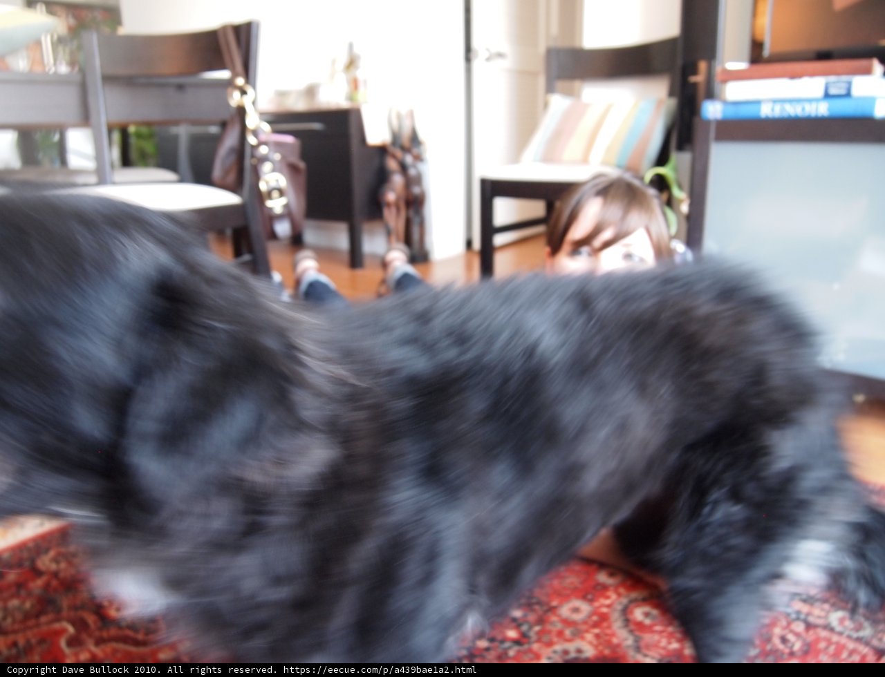Furry Friends in the Living Room