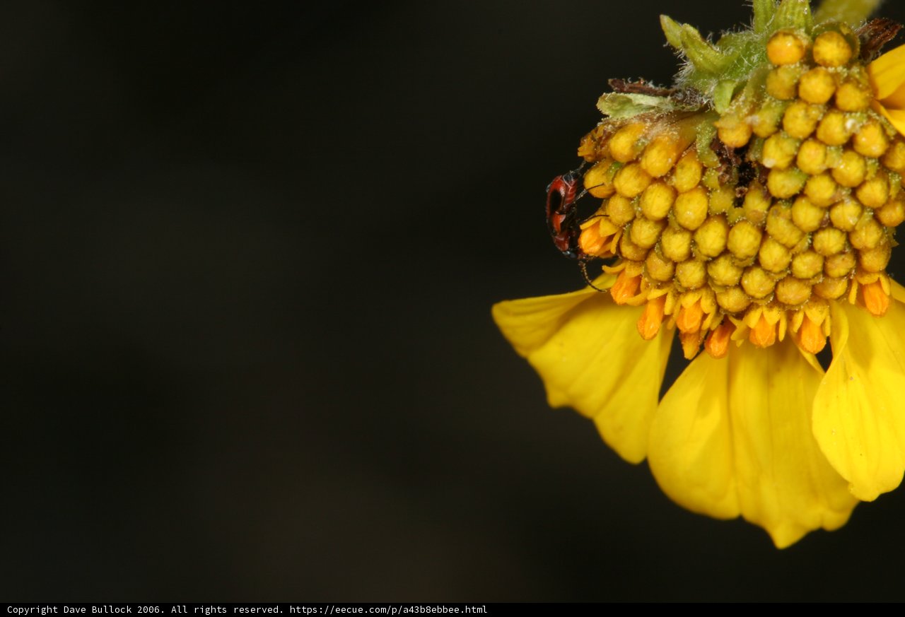 Ladybug enjoying a sunny day on a yellow flower