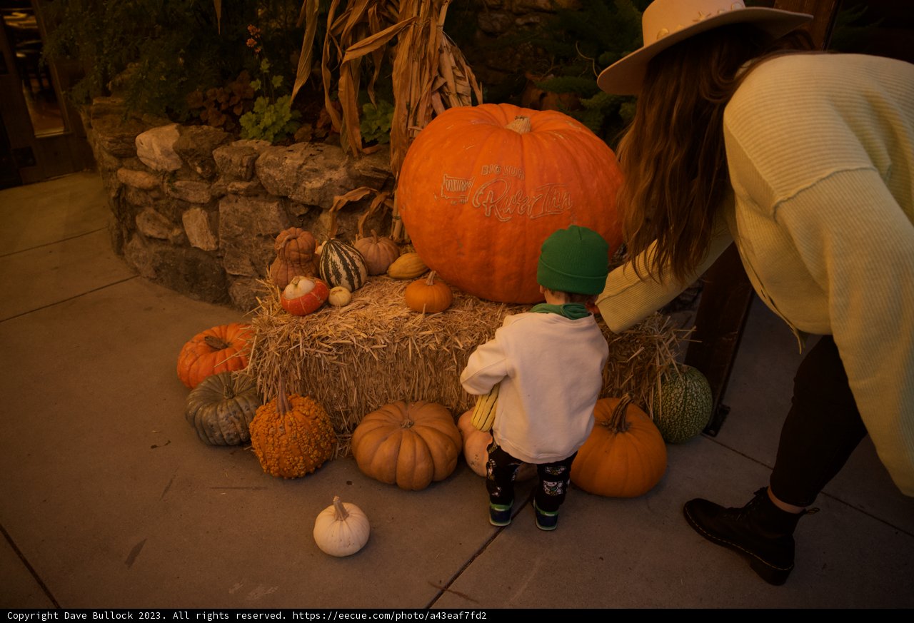 Pumpkin Decisions at Big Sur