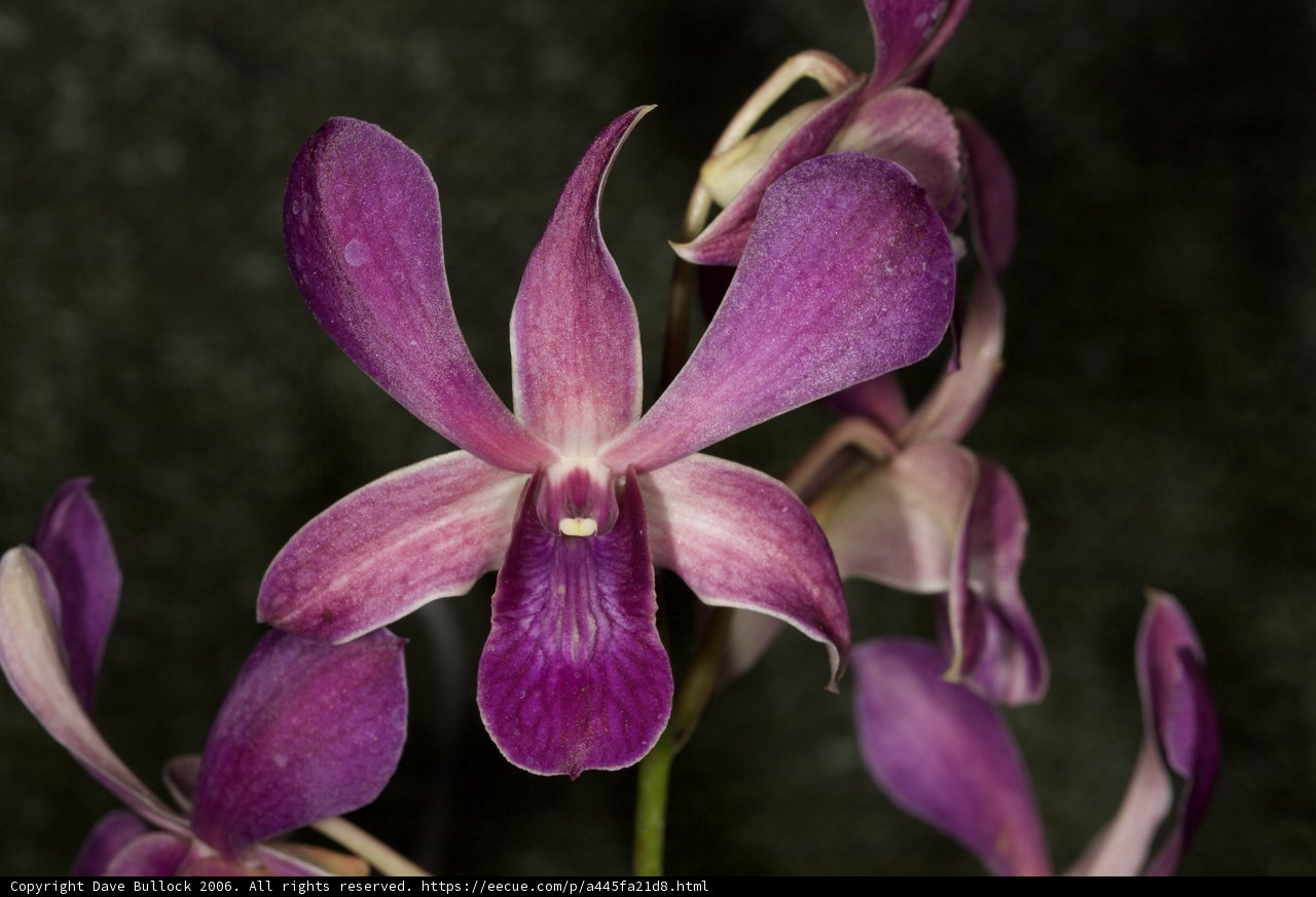 Vibrant Purple Orchid