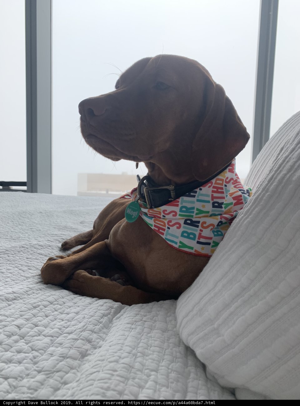 Colorful Canine Comfort