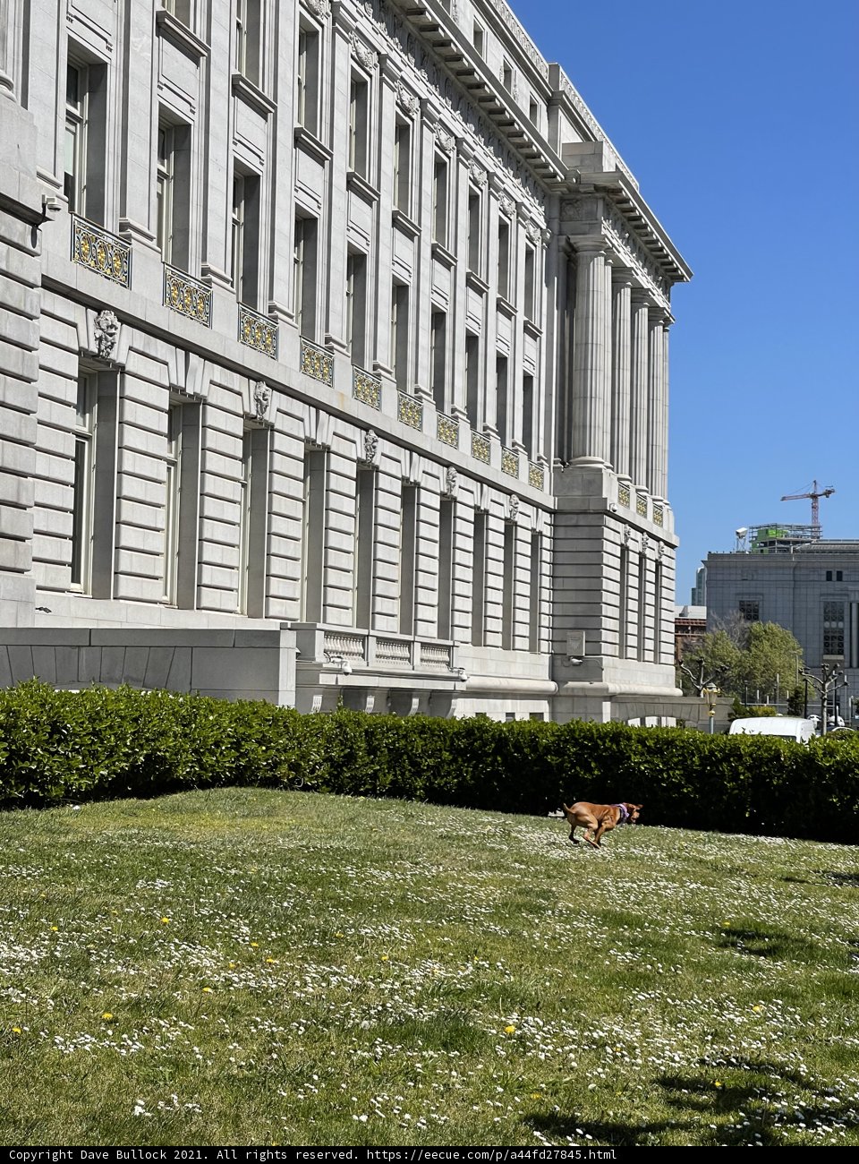 Canine stroll in the shadow of San Francisco's imposing city hall
