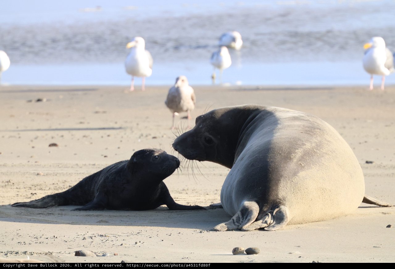 Mother Seal and Pup Tender Moment on Beach