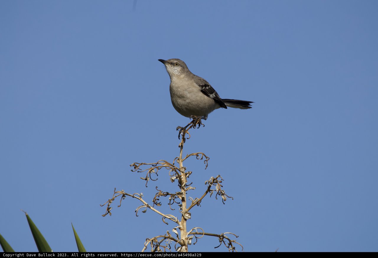 Serene Moment in El Sereno: Bird's Morning Perch