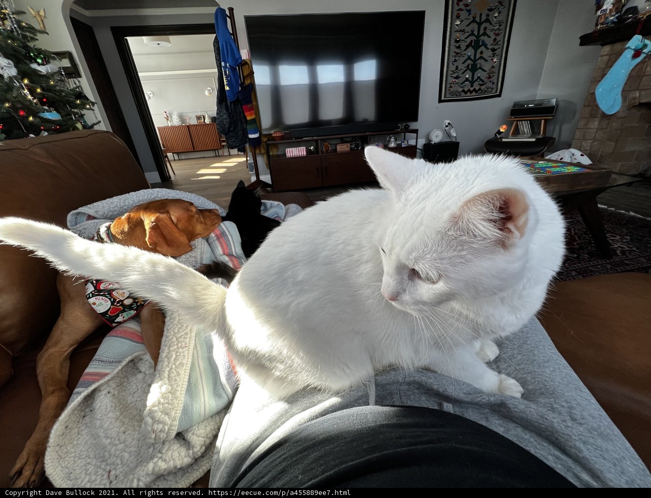 Cozy Christmas with My Feline Companion