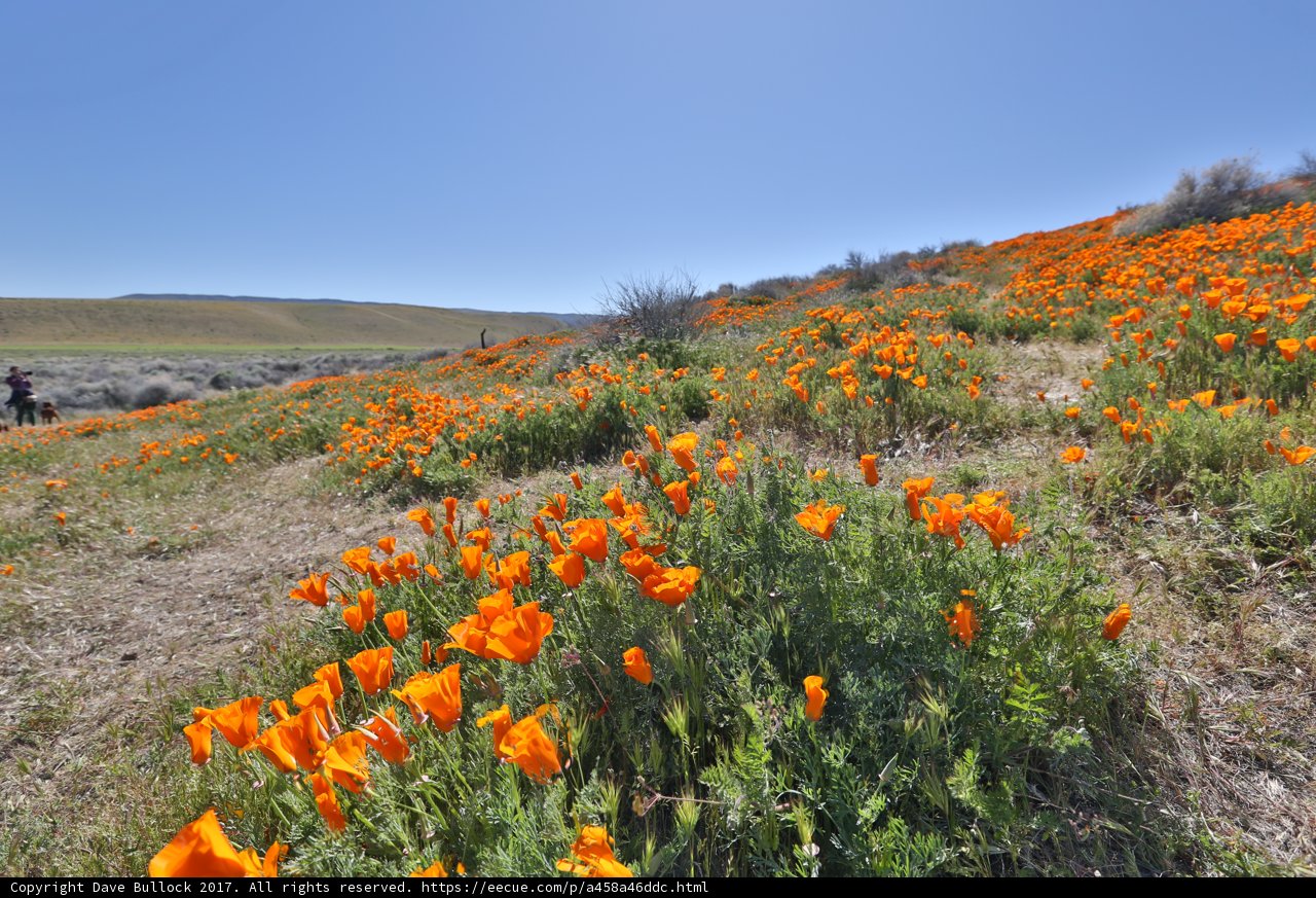 Poppy Paradise