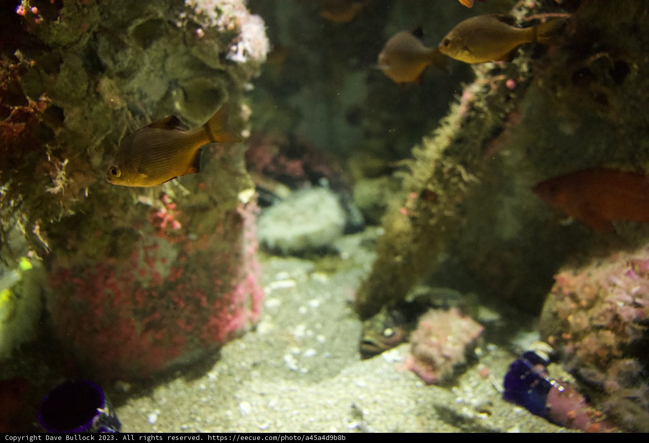 Diving Into Serenity - Monterey Bay Aquarium, 2023