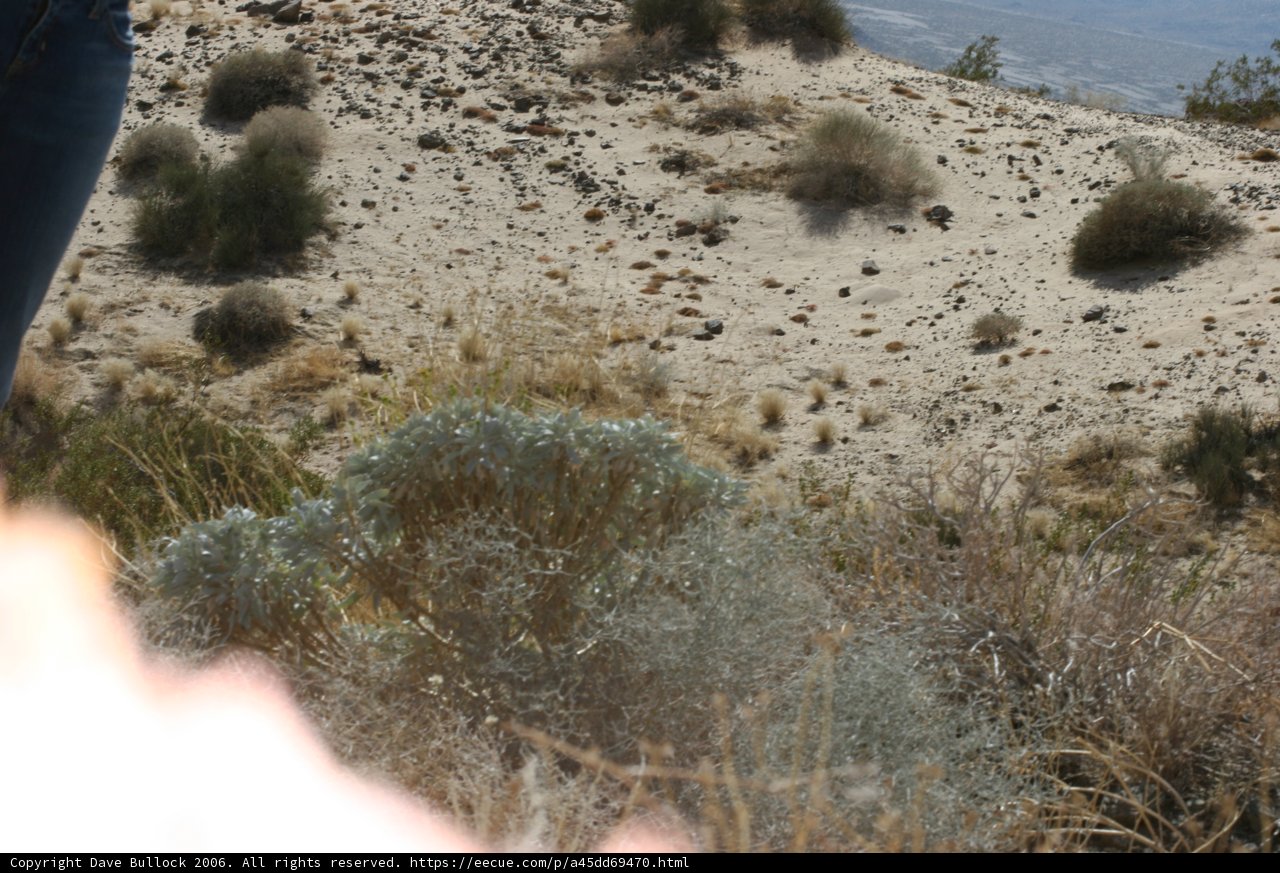 Overlooking the Wild Desert