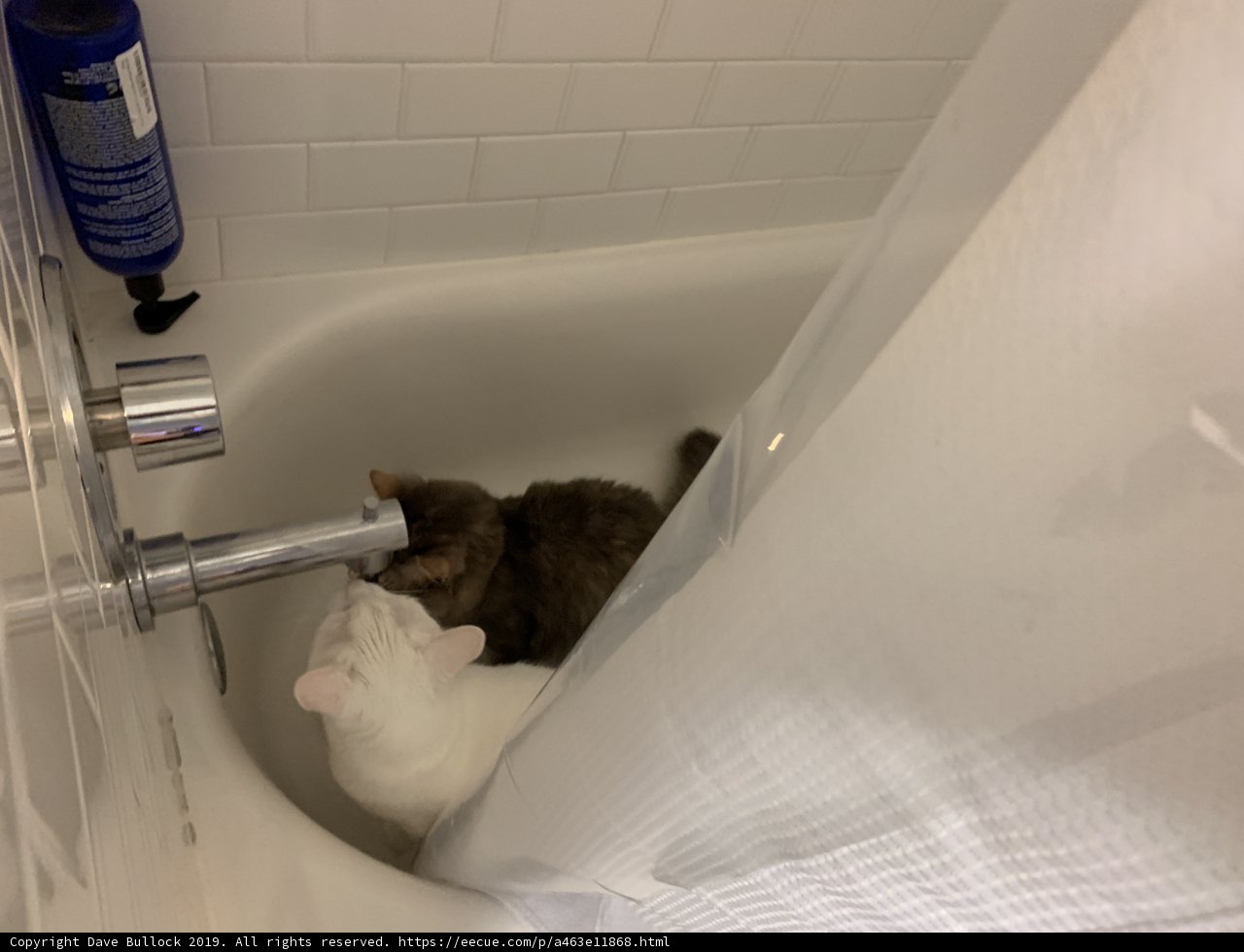 A Feline Soak