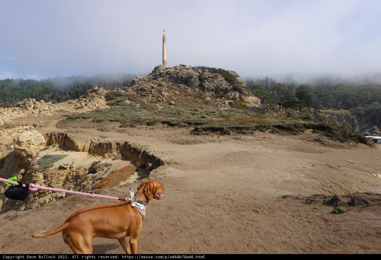 Daily Walks with My Furry Companion
