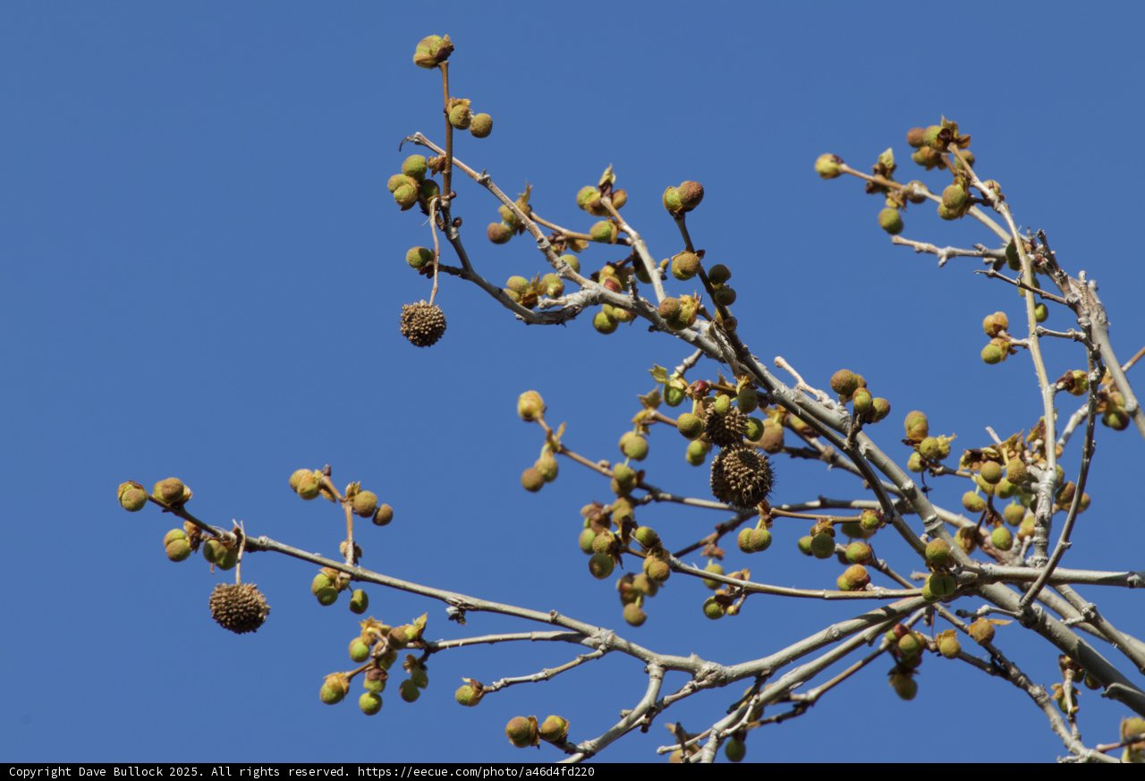 A Dance of Seasons
