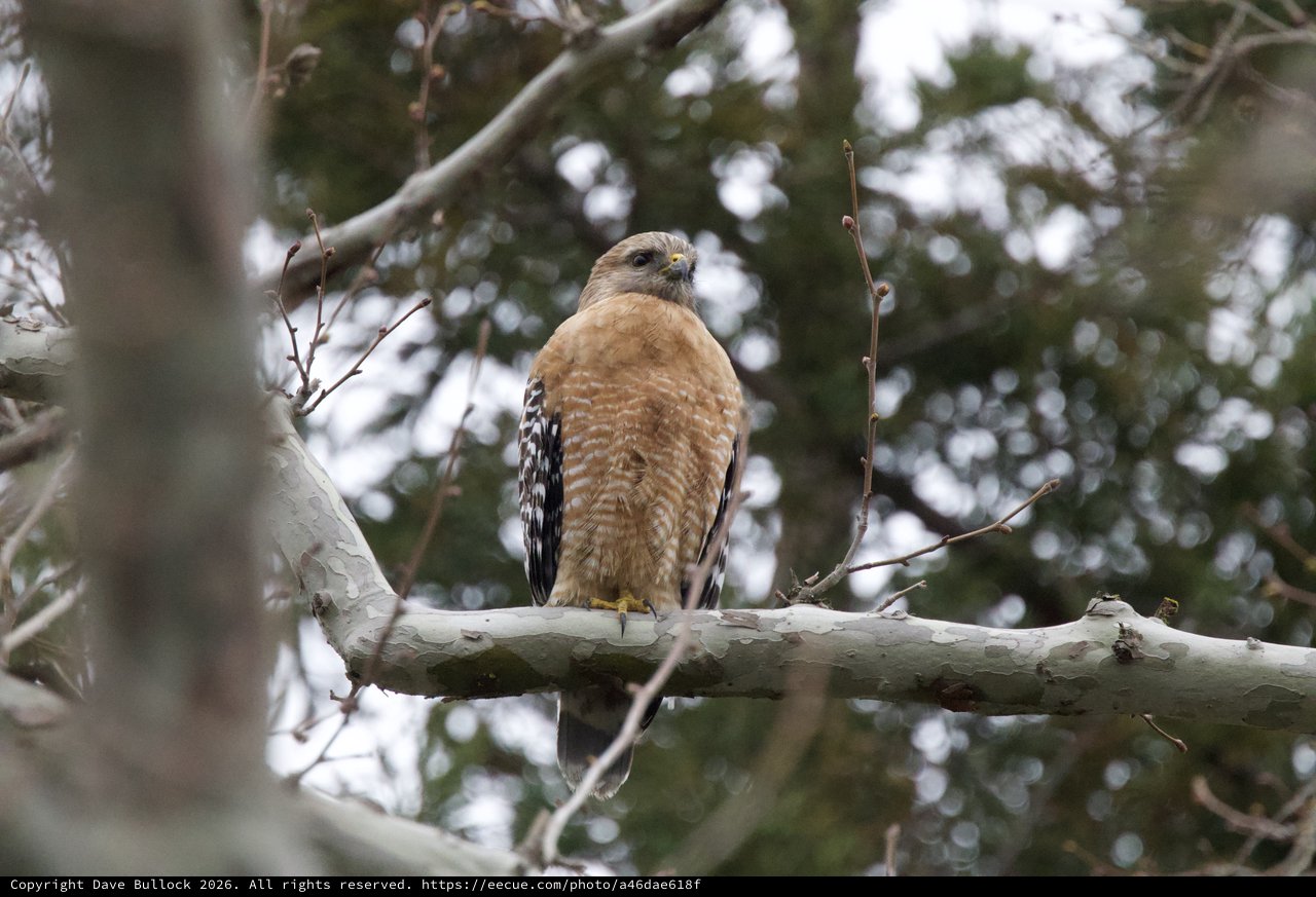 Red-Shouldered Hawk Perched on Winter Branch