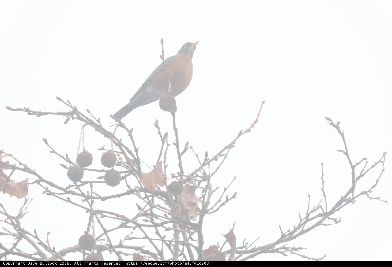 Robin Perched in Foggy Winter Branches