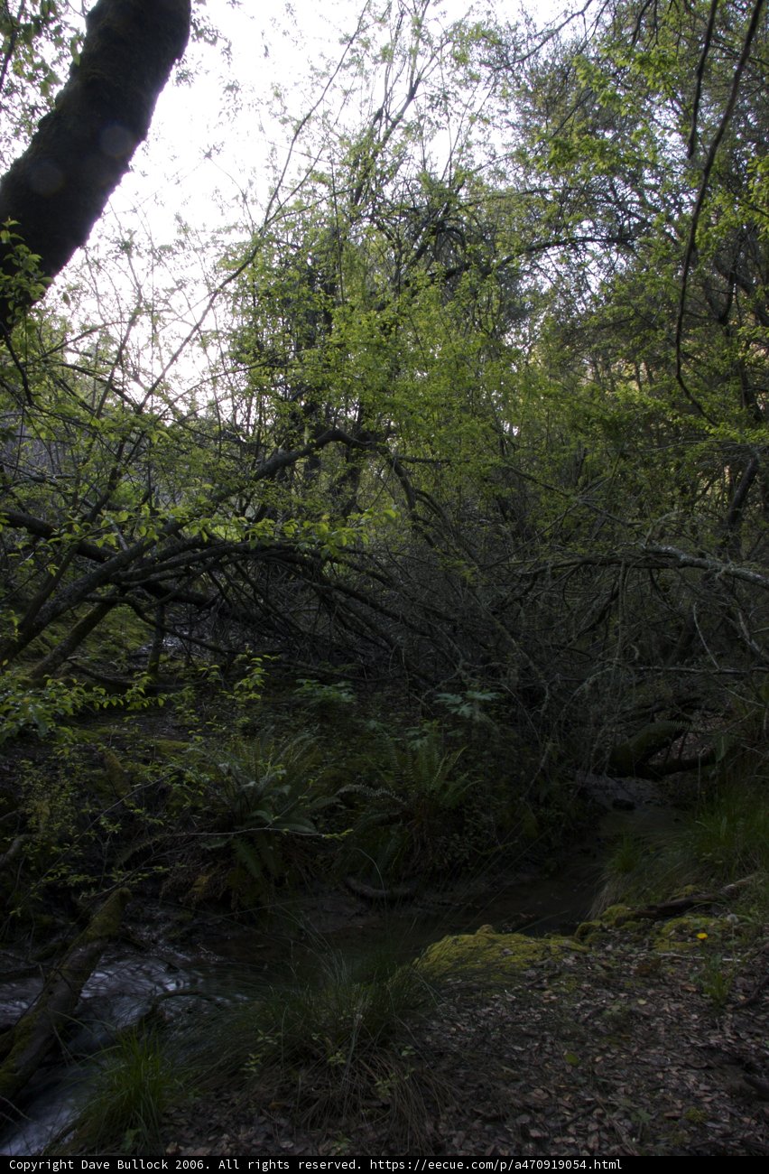 Serene Stream in the Wilderness