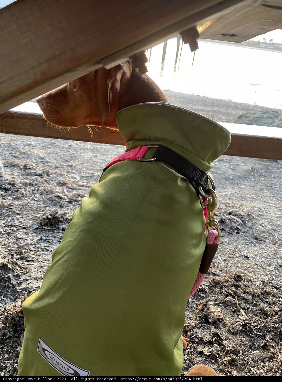Green Jacketed Dog Taking a Breather Under the Bench