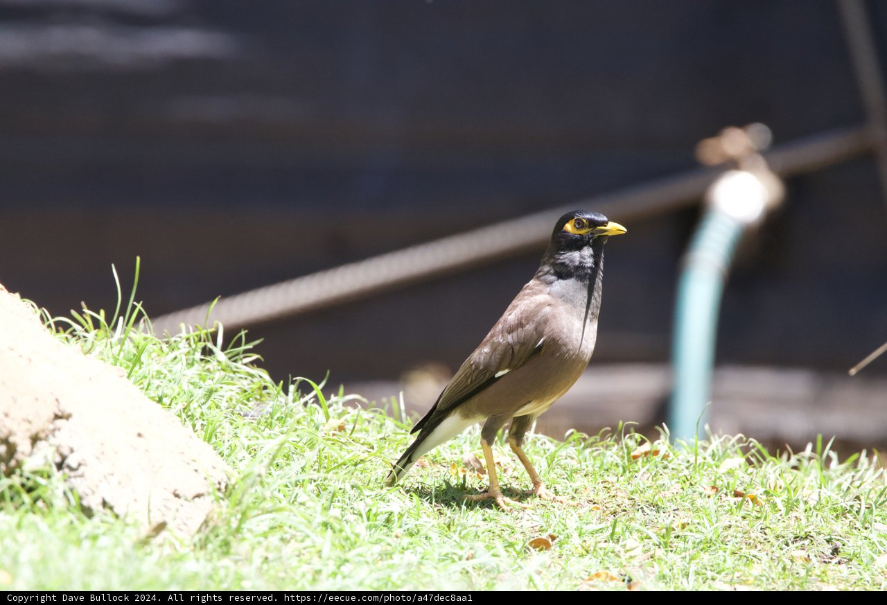 Sunlit Solitude: A Moment at the Honolulu Zoo