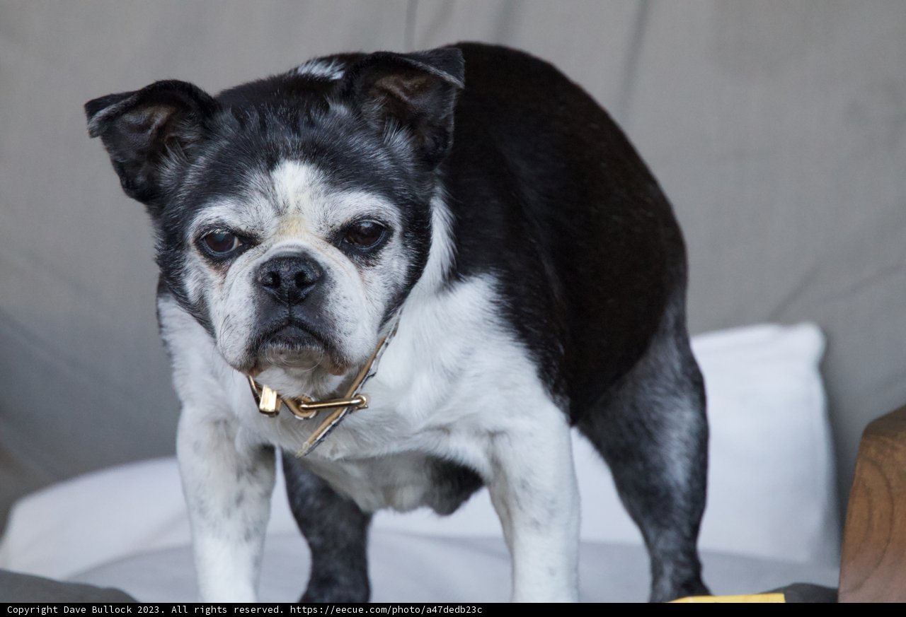 Chairman of the Bark Board