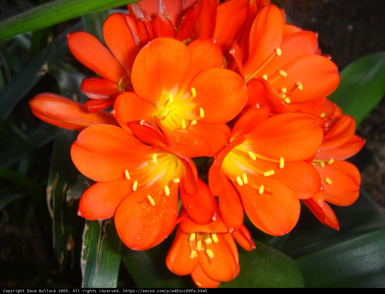 Vibrant Orange Flowers Up Close