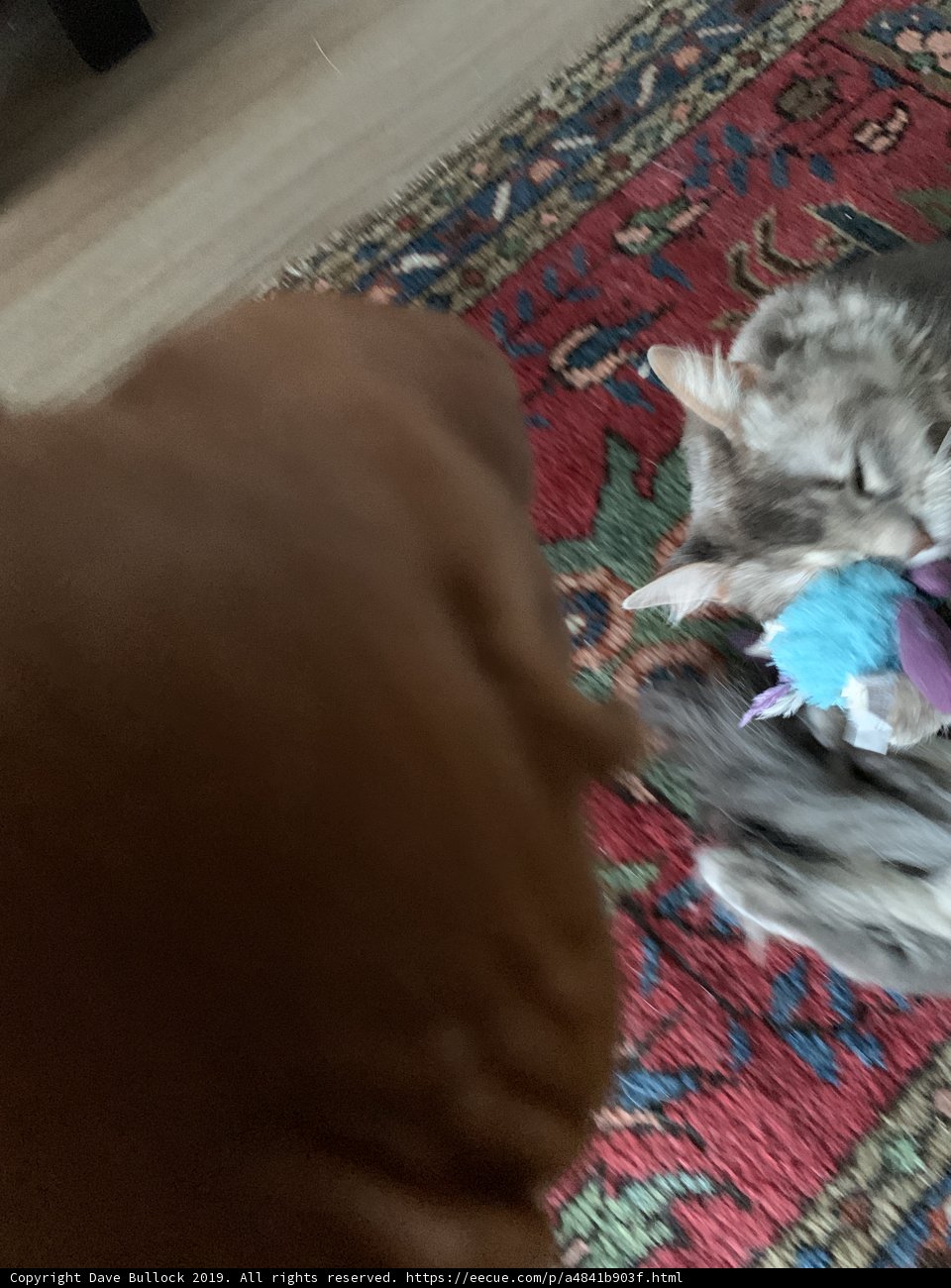 Furry Friends on the Couch