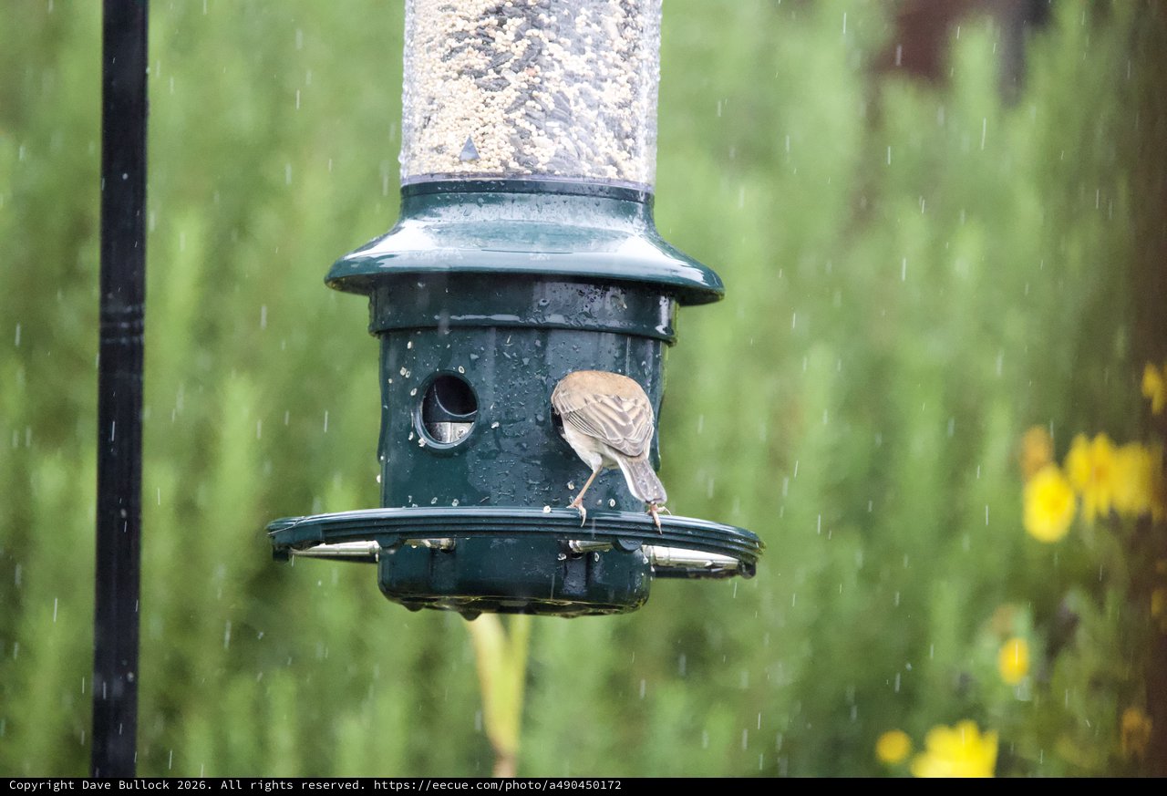 Bird Feeding in the Rain at Tube Feeder