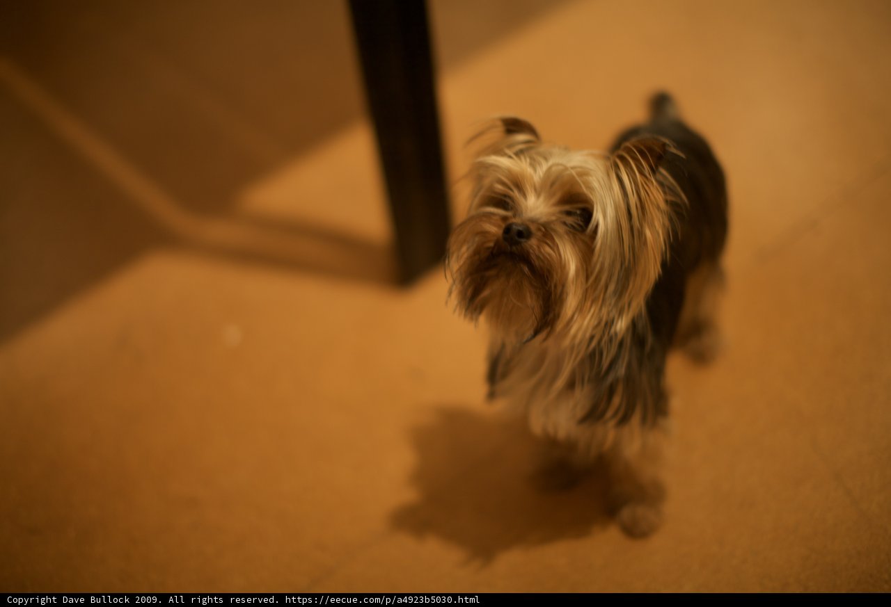 Affenpinscher Puppy at SRPC Show