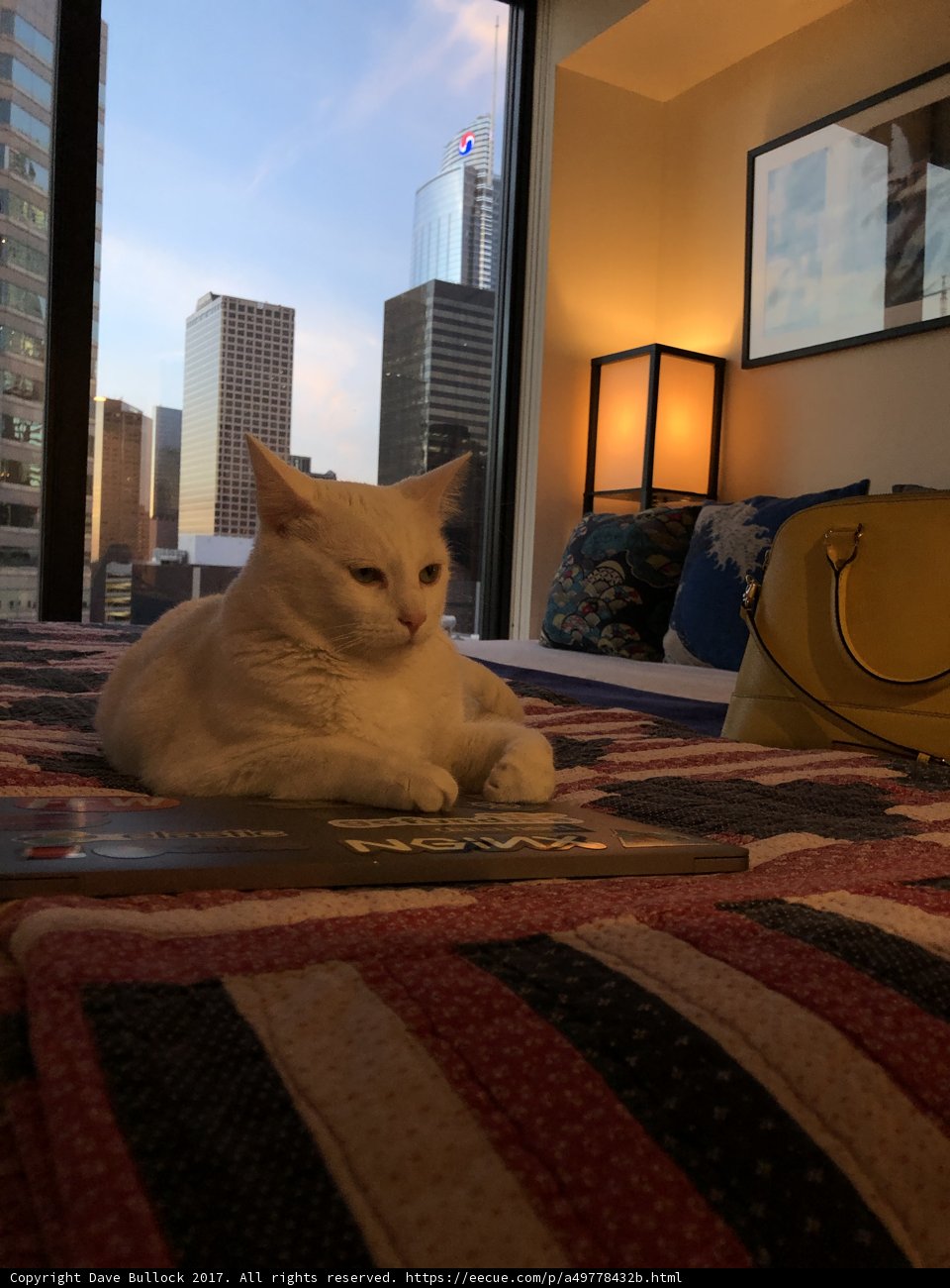 Cozy Reading Companion