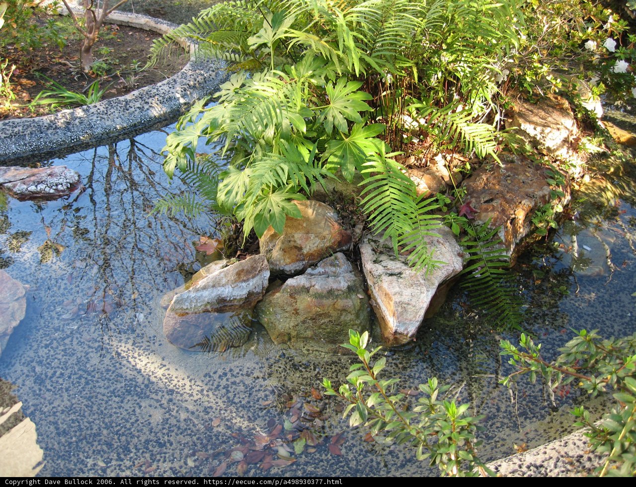 Serene Pond with Lush Foliage