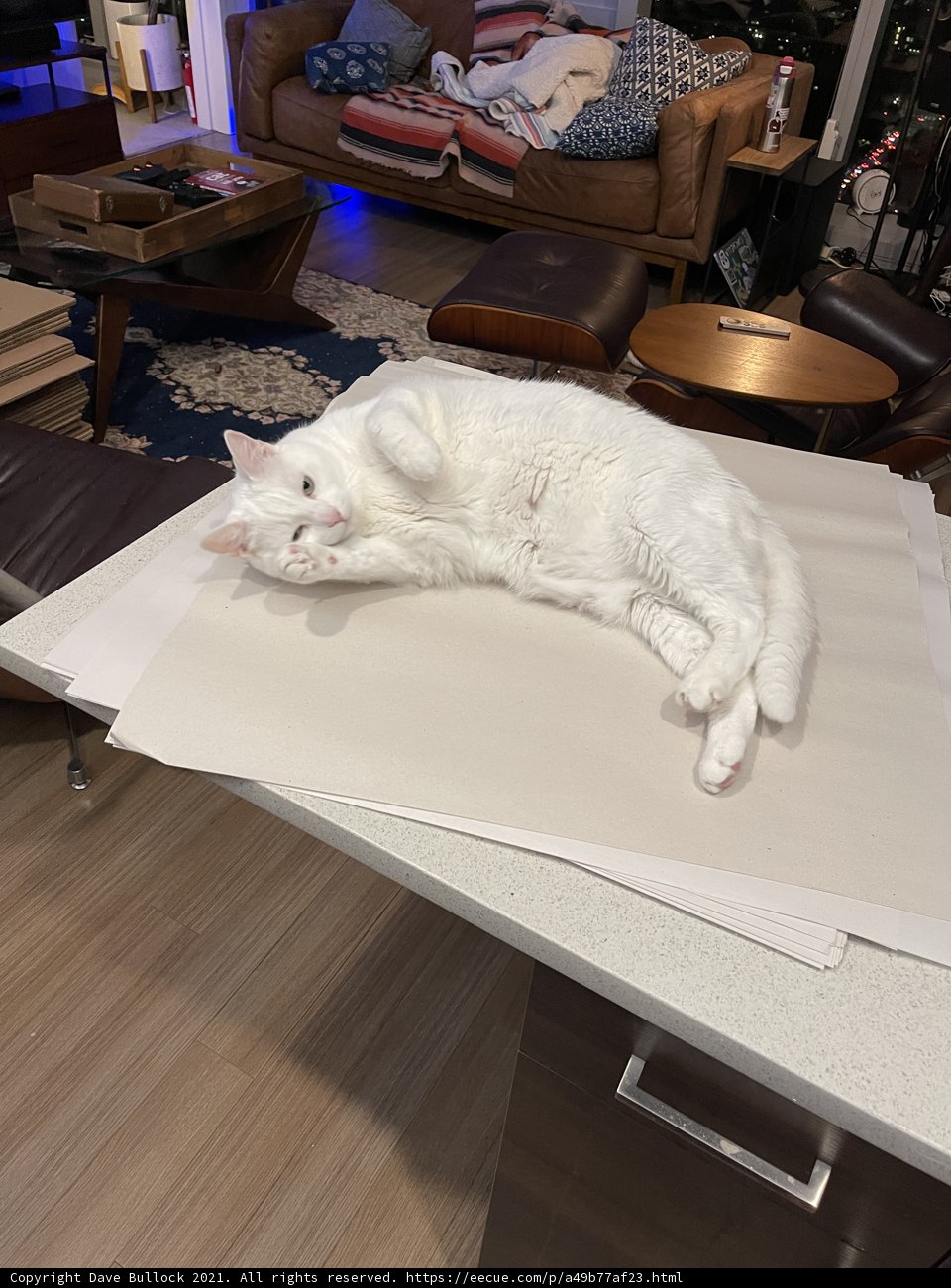 The White Cat on a Coffee Table