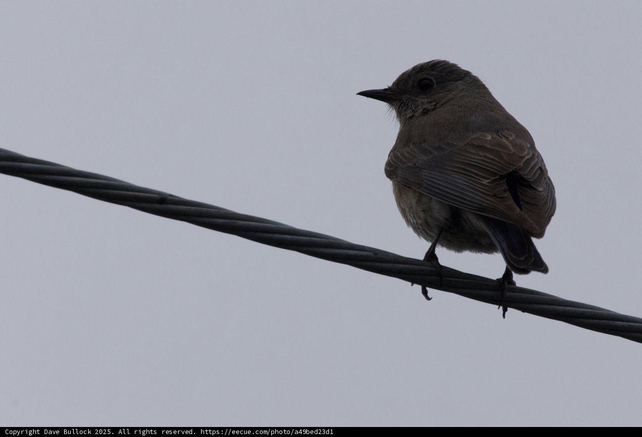 Perched on a Line