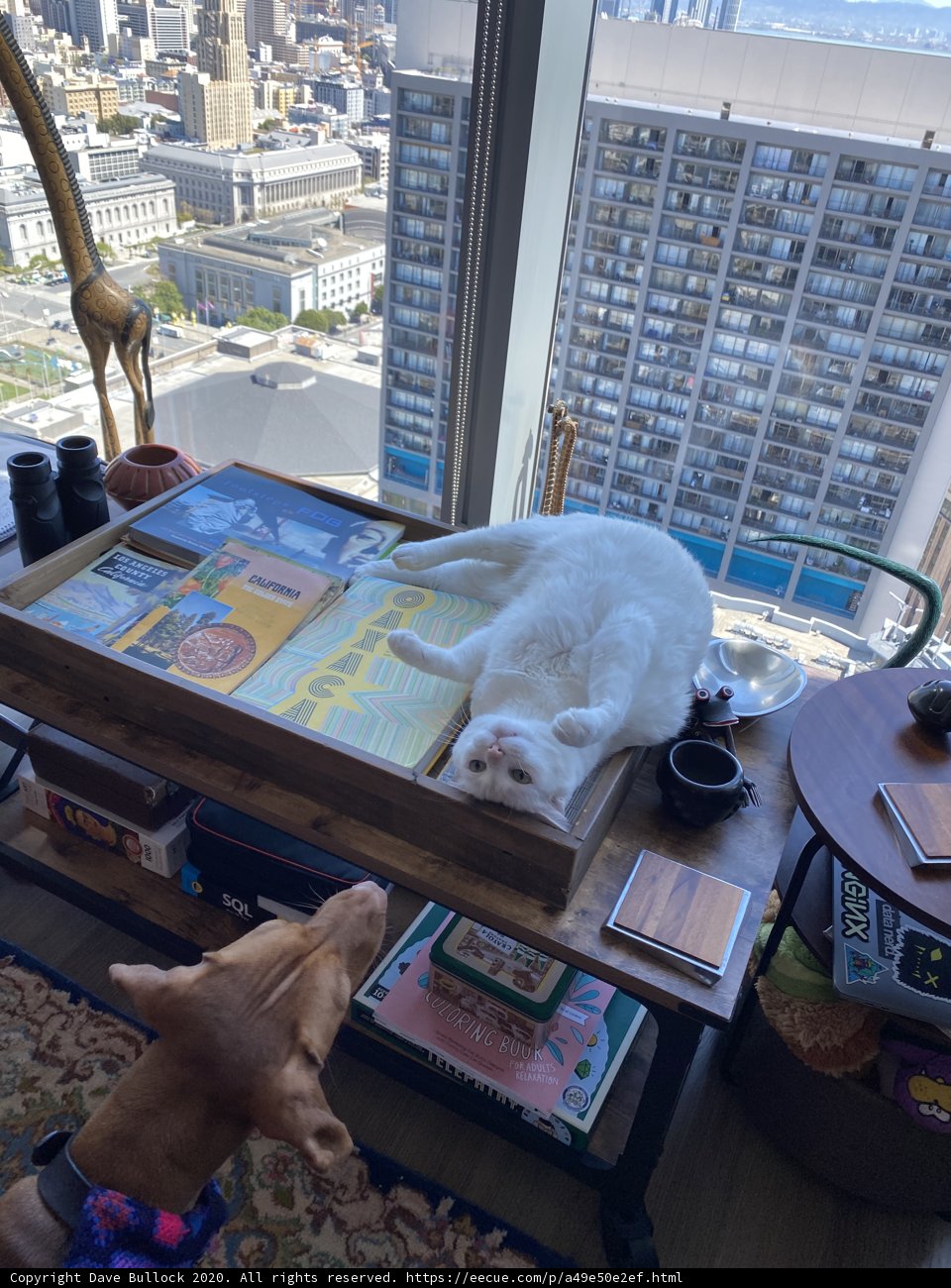 Furry Friends Enjoy Urban Views