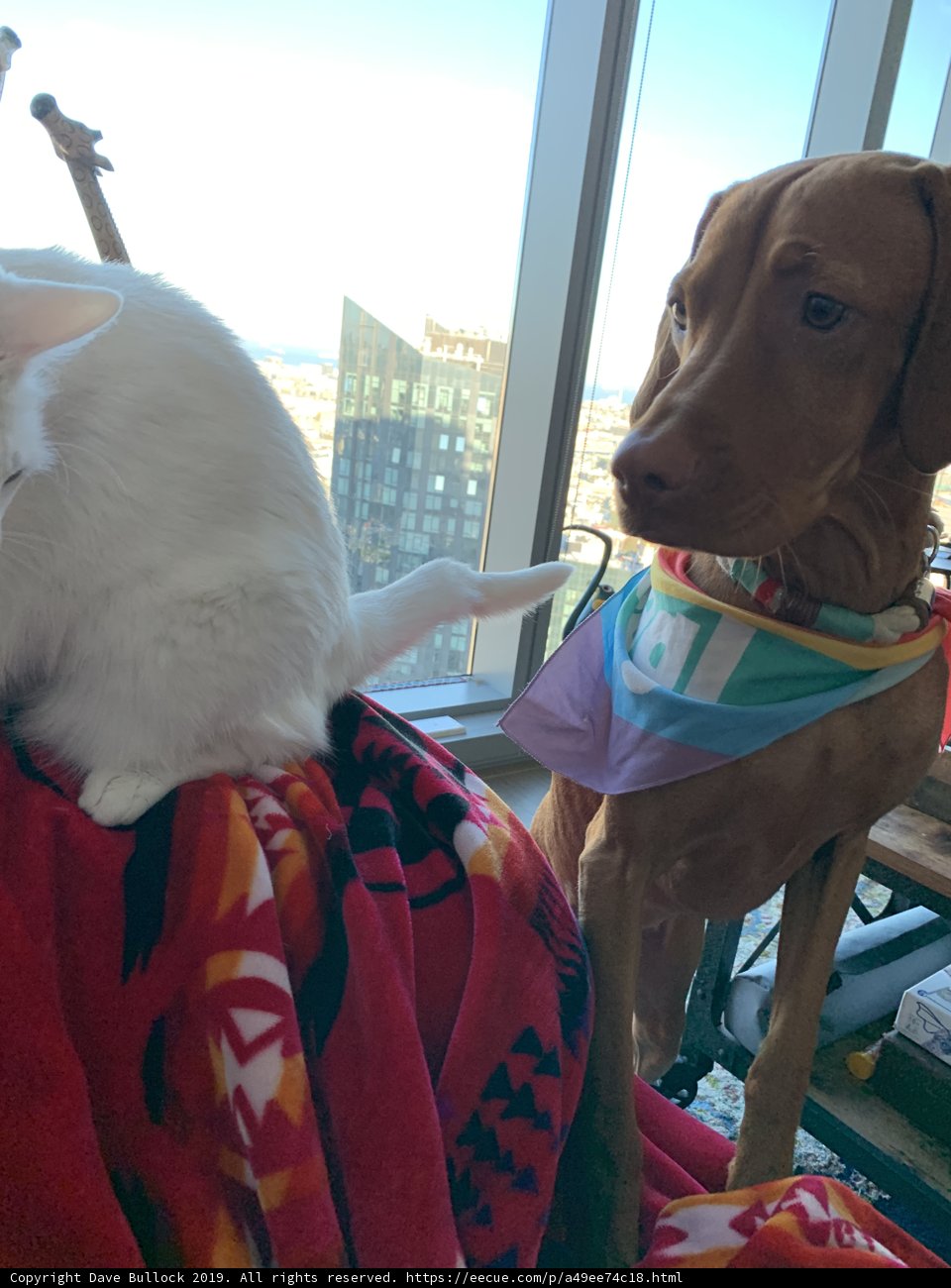 Furry Friends on the Couch